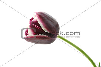 Burgundy-red tulip isolated on white background.
