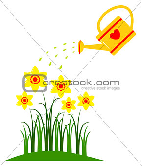 daffodils and watering can