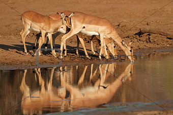 Impala antelopes drinking