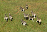 Plains Zebras