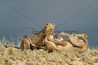 Playful African lions