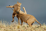 Playful African lions