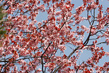 blossoming flowers on a tree in spring