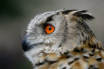 An Eurasian Eagle owl one of the worlds largest owls
