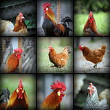 beautiful images with farm birds