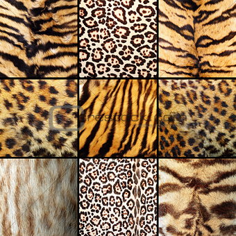 collection of wild cats fur