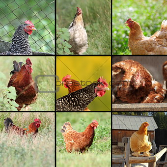 images of hens and roosters