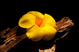Yellow flower on Wooden