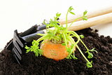 Organic carrots growing out of the ground - fresh, natural food