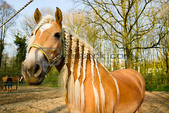 Horse with pigtails against spring background