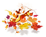 Autumn leaves color burs