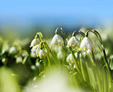 Spring snowdrop flowers
