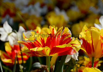 Flower bed full of colourful Monsella tulips