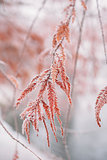 Snow-covered frozen  branches