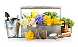 Spring flowers in wooden basket with garden tools