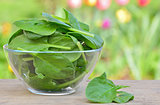 fresh green spinach