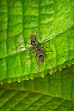 Black ant on the green leaf
