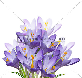 Spring Crocus Flowers