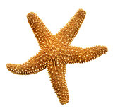 Orange Starfish 