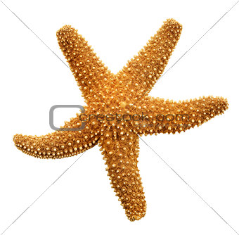Orange Starfish 