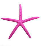 Purple Finger Starfish 