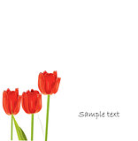 red tulip spring card 