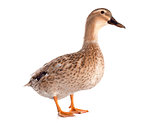female duck