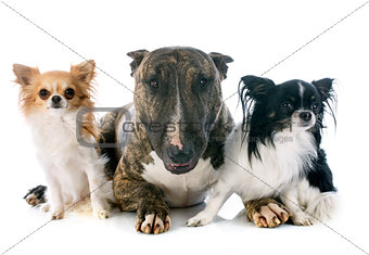 bull terrier and chihuahuas
