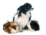 guineal pig and chihuahua