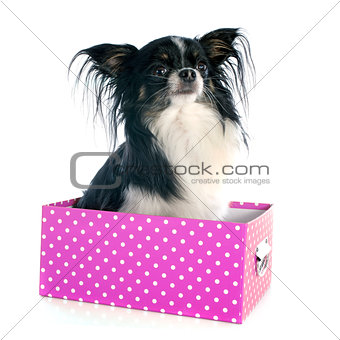 chihuahua in box