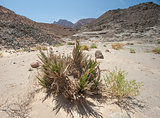 Rocky desert landscape in remote environment