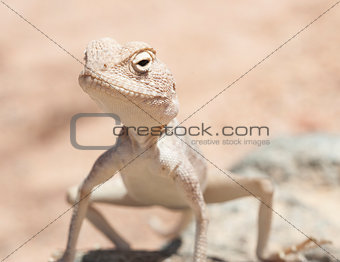 Egyptian desert agama lizard on a rock