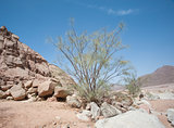 Desert ironwood tree growing between rocks