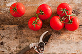 Garden fresh tomatoes with pruning shears