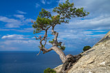Pine on the cliff above the sea.