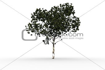 Tree with green leaves growing
