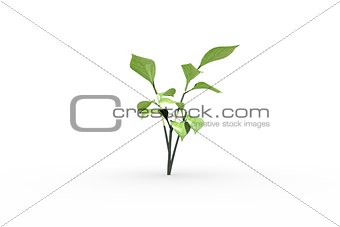 Little green seedling with leaves growing