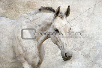 Portrait of beautiful white horse