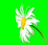White chamomile on green background