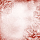 Beautiful pink rose on bokeh background 