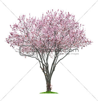 pink sacura tree 