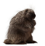 North American Porcupine, Erethizon dorsatum, also known as Canadian Porcupine or Common Porcupine against white background