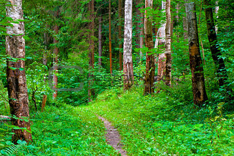 green summer forest and footpath