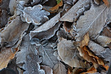 frozen leaves background