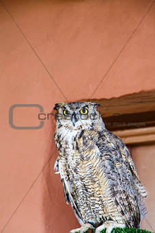Owl on Perch by Adobe Wall