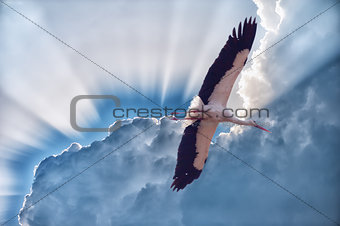 White stork with developed wings in the sky
