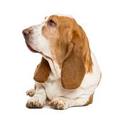 Basset Hound lying and looking left, isolated on white