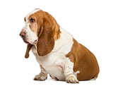 Basset Hound sitting and looking left , isolated on white