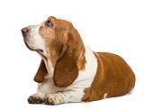 Basset Hound lying and looking up, isolated on white
