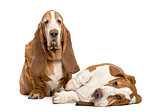 Two Basset Hounds sitting and lying, isolated on white